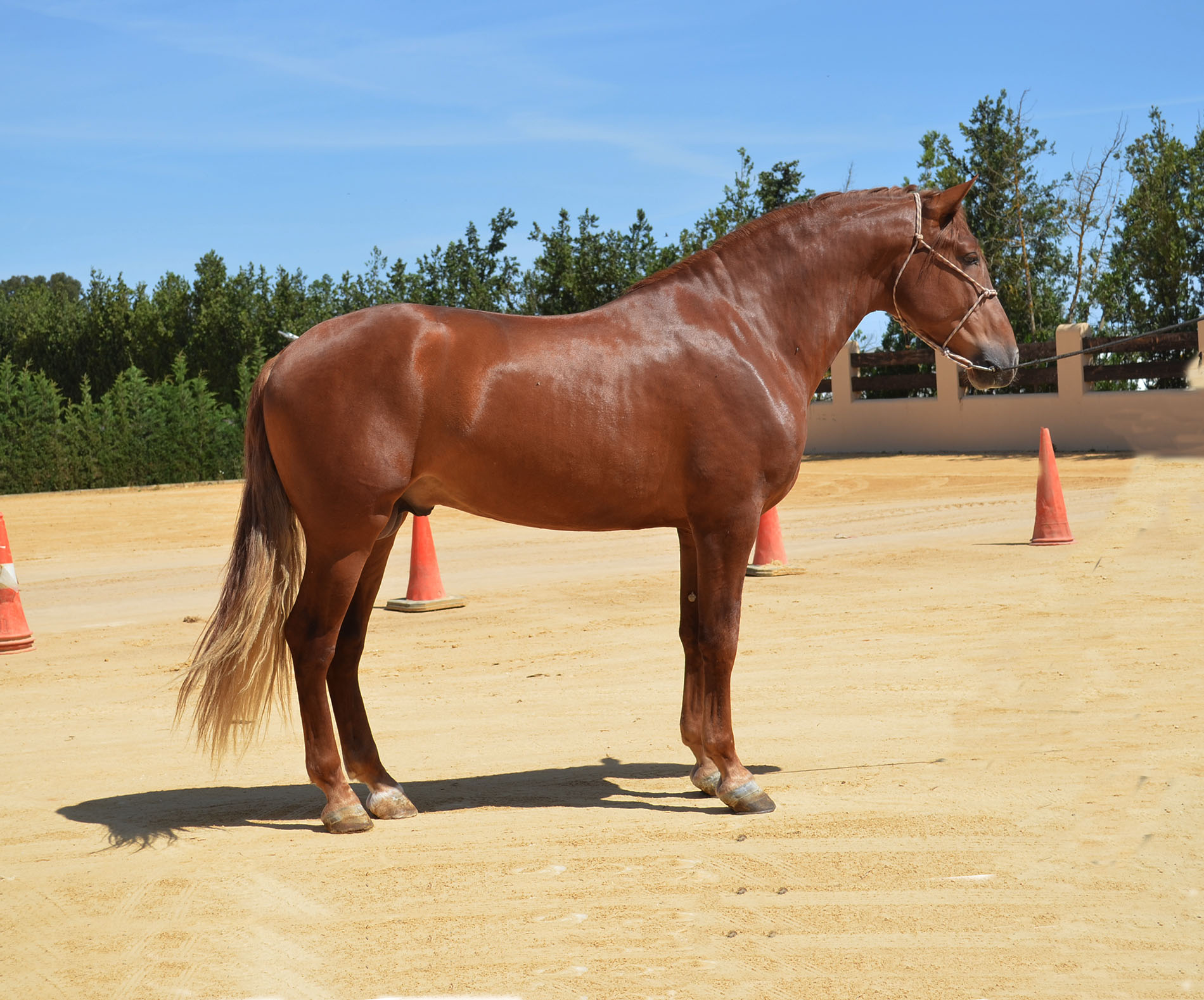 Caballo en Venta